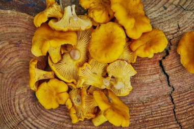 Orman vahşi chanterelles yeşil çim ahşap tabakta