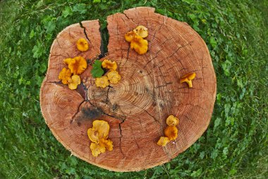 Orman vahşi chanterelles yeşil çim ahşap tabakta