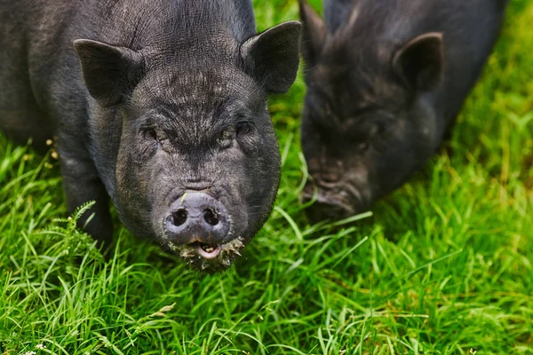 Cute fat pot-bellied pigs on free meadow of private farm