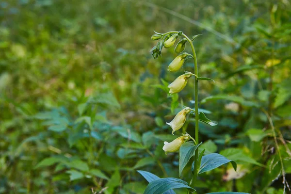 Planta Guante Zorro Flores Grandes Crece Hierba Envenenada Bosque — Foto de Stock