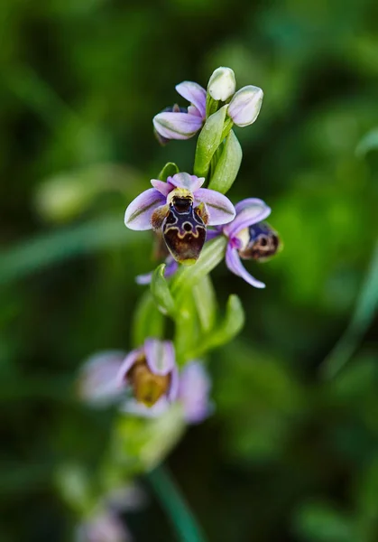 Orquídea Silvestre Rara Abeja Que Florece Área Mediterránea Primavera — Foto de Stock