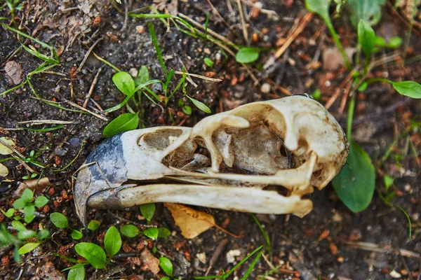Skull Eagle Killed Poacher Rare Species Extermination Concept — Stock Photo, Image