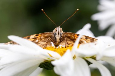 Güzel bir kelebek çiçekleri nektar toplar.