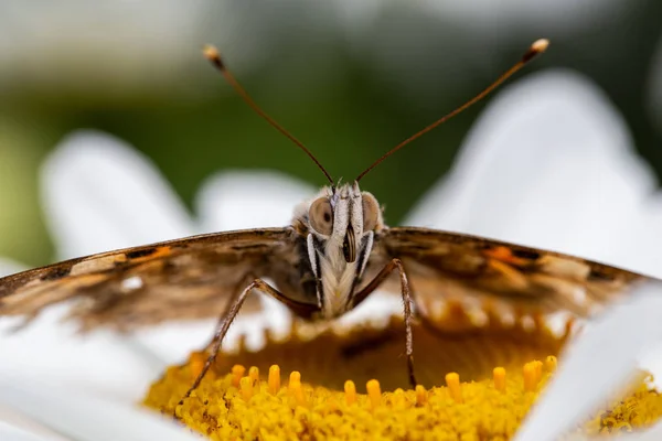 A beautiful butterfly collects nectar on flowers. — Stock Photo, Image