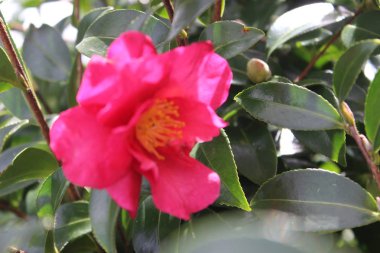Japanese camellia at a garden, Japan