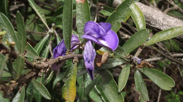 巴西圣保罗Serra Negra山的花朵 — 图库照片