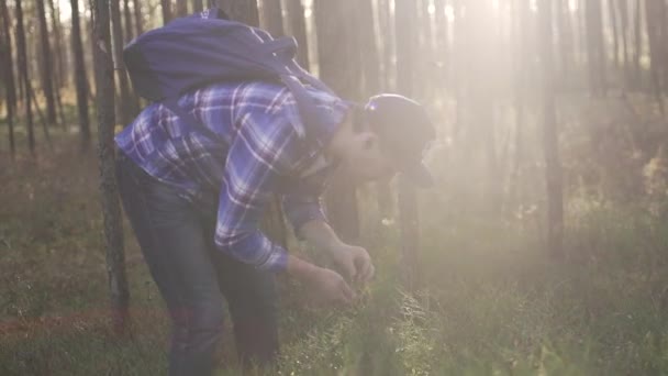 Фотографії Молодого Чоловіка Який Подорожує Природі Збирає Дикі Ягоди Стокове Відео 