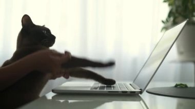 Küçük kız ev kedi türü dizüstü komik oyun yapma