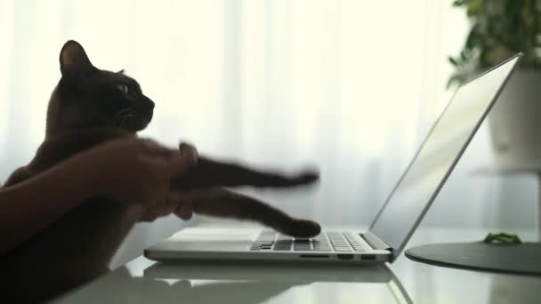 Mała dziewczynka co kot dom typu laptop śmieszne gry — Wideo stockowe