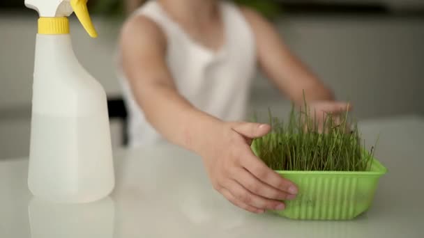 Gadis pirang tak dikenal menyiram rumput dalam panci di rumah. — Stok Video