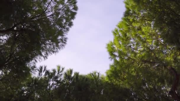 Alberi di abete e cielo azzurro in una ventosa giornata invernale in Italia — Video Stock