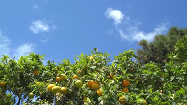 Timelapse of citrus tree with half ripe fruits and blue sky, insects — Stock Video