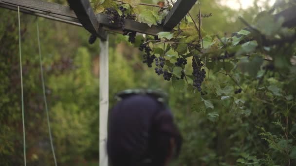 Mujer caminando en el viñedo, recogiendo uva roja y alejándose, lento mo — Vídeo de stock
