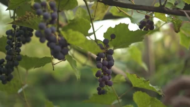 Hand Unrecognizable Woman Picking One Red Grape Autumn Vineyard Handheld — Stock Video