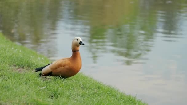 Uno scaffale rubicondo su un'erba vicino all'acqua dello stagno gira il collo verso la macchina fotografica — Video Stock