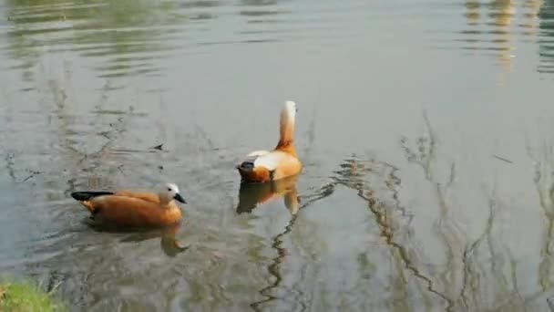 Twee blozende shelducks zwemmen in vijver water bij daglicht — Stockvideo