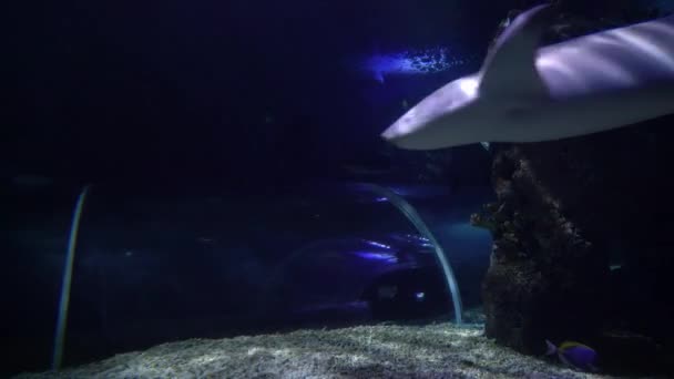 Gimbal strzał małych rekiny pływanie w akwarium w ciemnoniebieskim wody — Wideo stockowe
