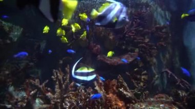 Sarı ve sarı tang balığı büyük bir deniz akvaryumunda yüzüyor.