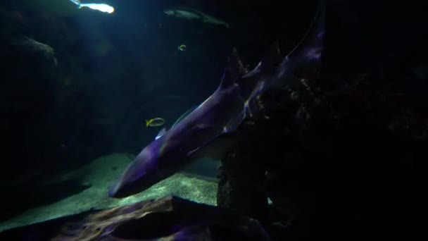 Gimbal Pan Shot von kleinen Hai schwimmt in Aquarium mit Schildkröte und Fisch — Stockvideo