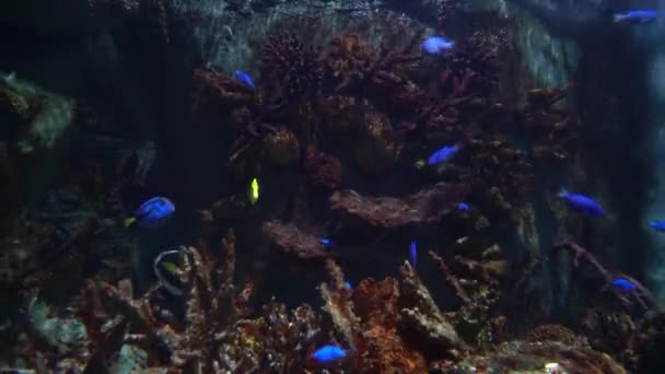 在一个大水族馆里游泳的黄黄蓝相间的王冠塘鱼 — 图库视频影像