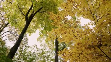 Renkli Sonbahar ağaçları. Sonbaharda ağaç tepelerinde gerçek zamanlı çekim.
