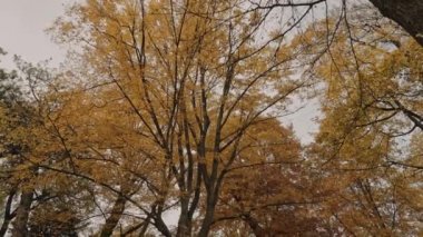 Münih, Almanya, 19 Kasım 2019: Münih, Almanya'nın İngiliz bahçesinde nehir üzerinde köprü üzerinde duran insanların gerçek zamanlı geniş çekim aşağı tilt