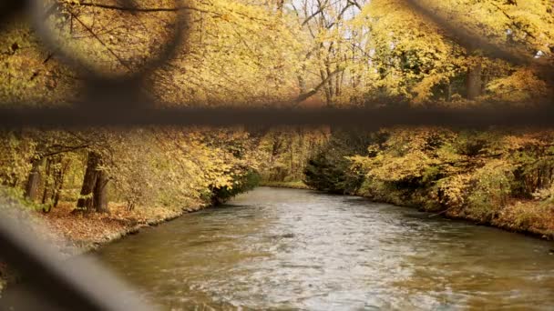 Gyors áramlását a folyó. A fák koronája lóg át a vízen. Angol kert Münchenben. — Stock videók