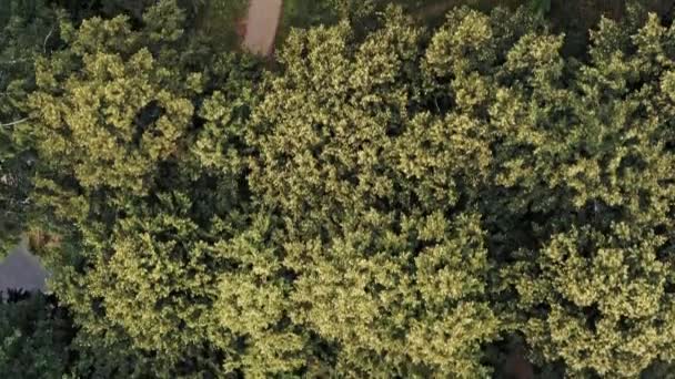 Veduta aerea del drone che sorvola un sentiero di foresta verde — Video Stock