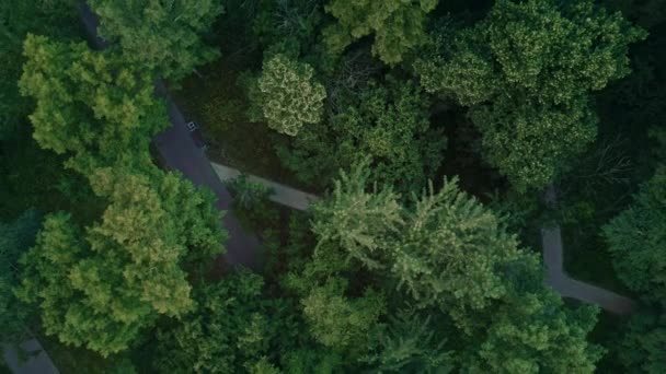 Vista aerea dello zoom del drone da alberi verdi nel parco — Video Stock