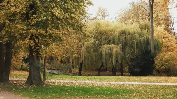 Låst realtid skott av höstträd i den engelska trädgården i München. Den engelska trädgården i München är en av världens största stadsparker. — Stockvideo