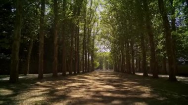 Baharın güneşli bir gününde Versailles Ormanı 'nda alçak açılı izleme görüntüsü