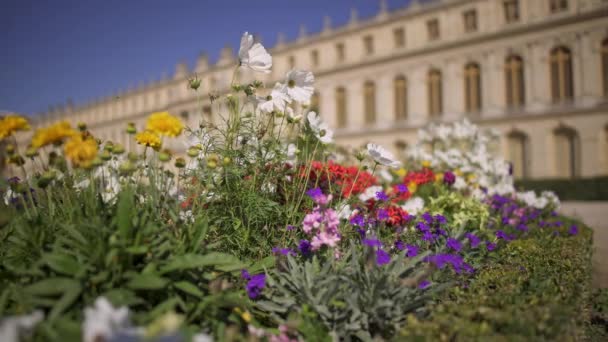 Pan strzał kwiatów na tle pałacu Wersalu — Wideo stockowe