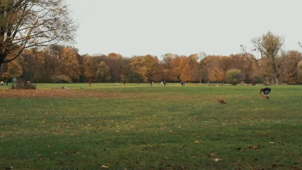 München, Németország, 2019. november 19.: Balról jobbra valós idejű felvétel egy kutyákkal játszó lányról. München, Németország őszi angol kertjében sétáló emberek. — Stock videók