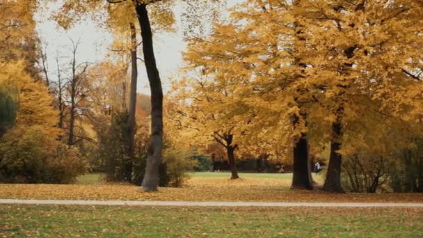 Od prawej do lewej patelni w czasie rzeczywistym strzał jesiennych drzew w angielskim ogrodzie w Monachium. Angielski ogród w Monachium jest jednym z największych parków miejskich na świecie. — Wideo stockowe