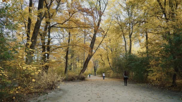 München, Németország, 2019. november 18.: Az emberek az őszi angol parkban sétálnak Münchenben. A müncheni angol kert a világ egyik legnagyobb városi parkja. Lezárt valós idejű felvétel. — Stock videók