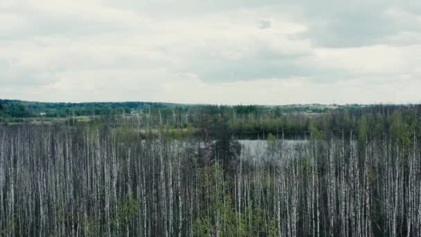 Drone fly over tops zoom in of birch trees and lake in Moscow — Stock Video