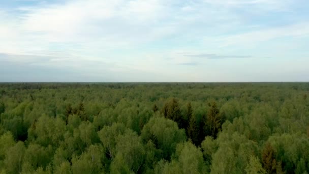 Forêt russe verte sous ciel nuageux cliché de drone volant haut — Video