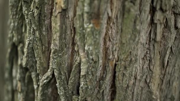 Corteza de árbol cerca inclinación hacia arriba, macrodisparo — Vídeos de Stock