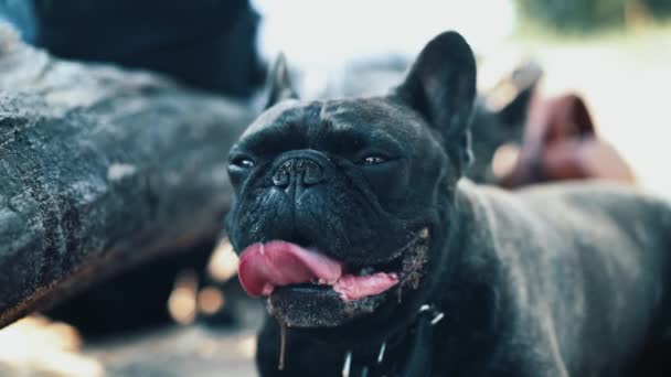Preto francês bulldog fechar até tiro, língua fora — Vídeo de Stock