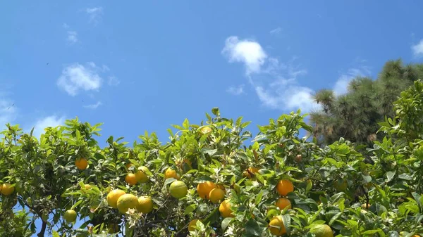 Orange trees with green and orange fruits, ripening at sunny day