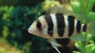 Akvaryumda bir balık geziniyor. Huzur konsepti. Makro.