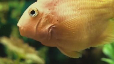 Altın balık akvaryumda geziniyor. Huzur konsepti. Makro