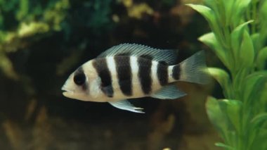 Çizgili balık akvaryumda yüzüyor. Huzur konsepti. Makro.