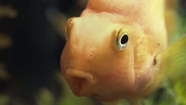 Gold fish is hovering in aquarium. Tranquility concept. Macro. — Stock Video