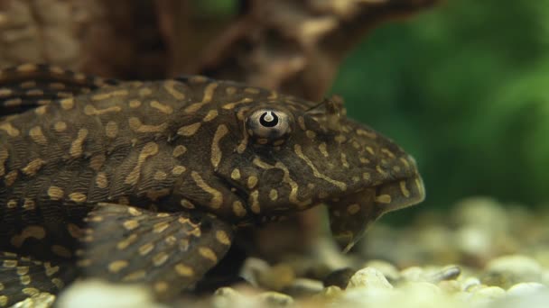 Goby balığı akvaryumda taş temizliyor. Huzur konsepti. Makro — Stok video