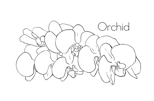 Orchideenskizze einer Orchideenblume. Florales Element für die Gestaltung — Stockvektor