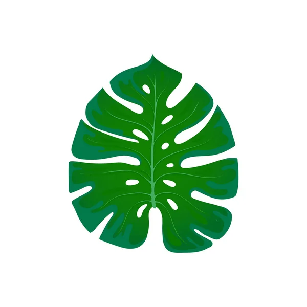 Листья чудовищ. Элемент моды дизайна пальмового листа на белом. Тропические экзотические растения — стоковое фото
