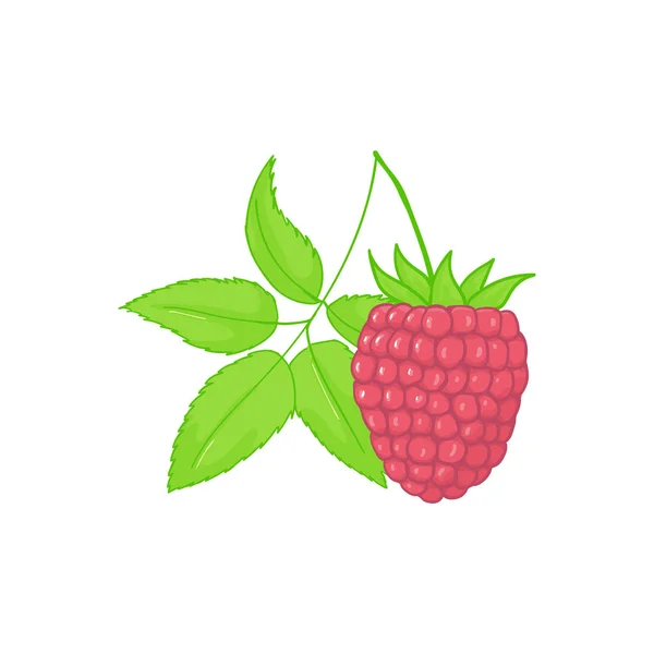 Raspberry. forest pink berries with leaves. Sweet fruit. Single isolated on white — Stock Vector