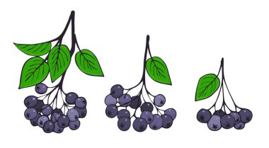 aronia izole dalları kümesi. Siyah Rowan demetleri. 