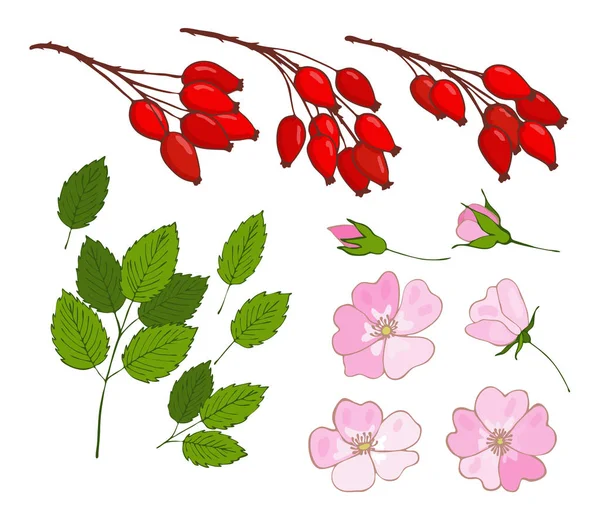 Ein Satz Hundsrose Reihe Von Isolierten Beeren Blüten Und Blättern — Stockfoto